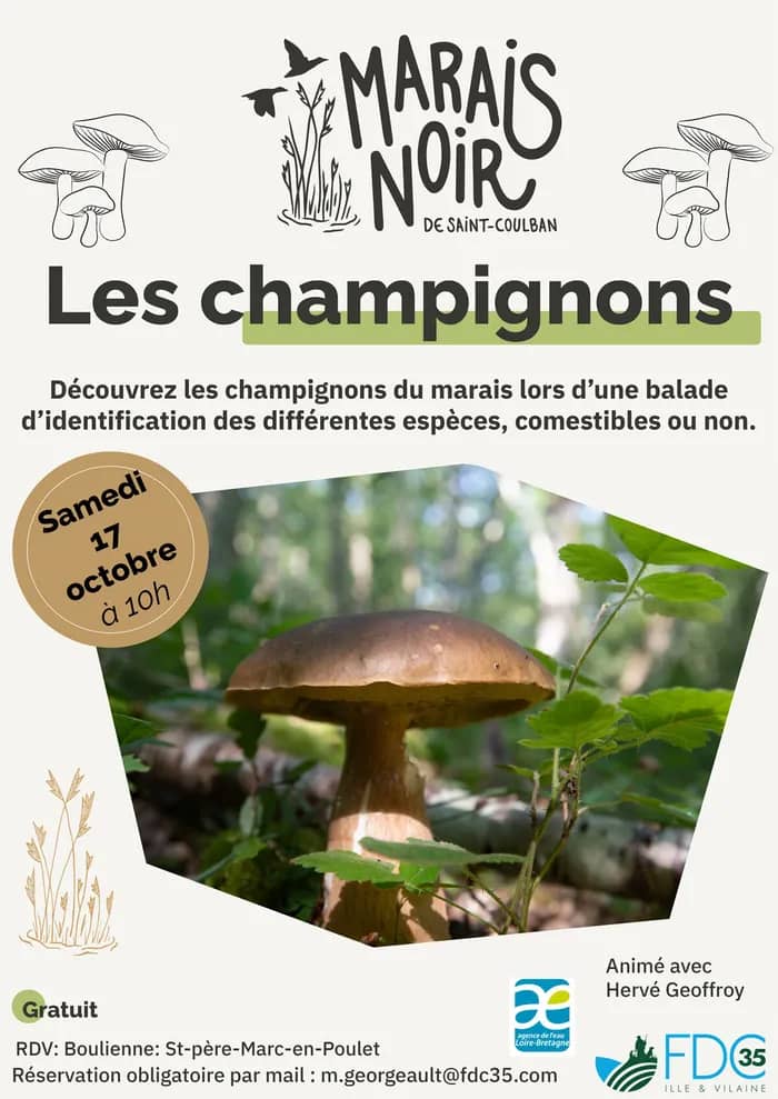 Illustration de l'événement : Les champignons