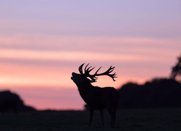 Illustration de l'événement : Nuit sauvage et brame du cerf en Forêt d'Orient