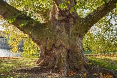 Illustration de l'événement : Voyage au centre de l'arbre
