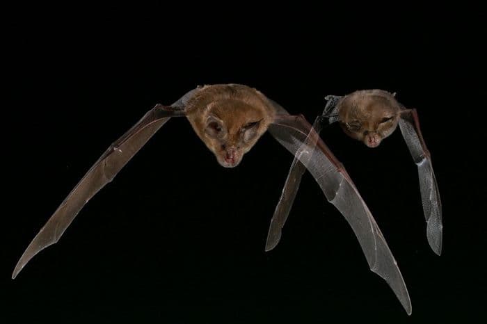 Illustration de l'événement : NUIT DE LA CHAUVE-SOURIS SUR LA RNR DE LA MASSONNE