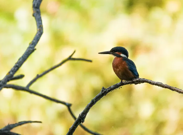 Illustration de l'événement : Balade faune au lac de Bannac à Laramière avec Anthony Vieillard