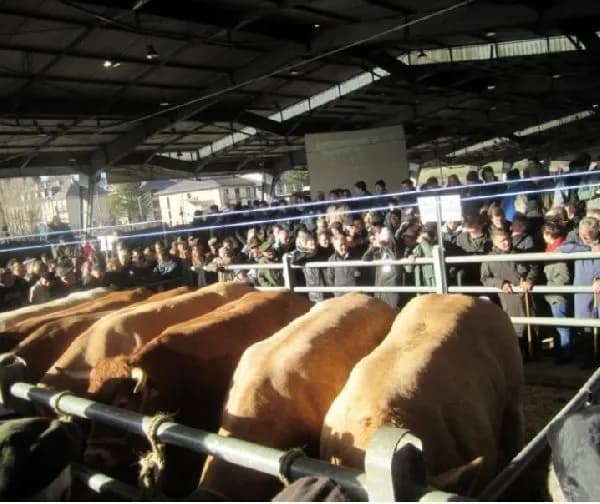 Illustration de l'événement : Concours des Bœufs de Noël de Laissac