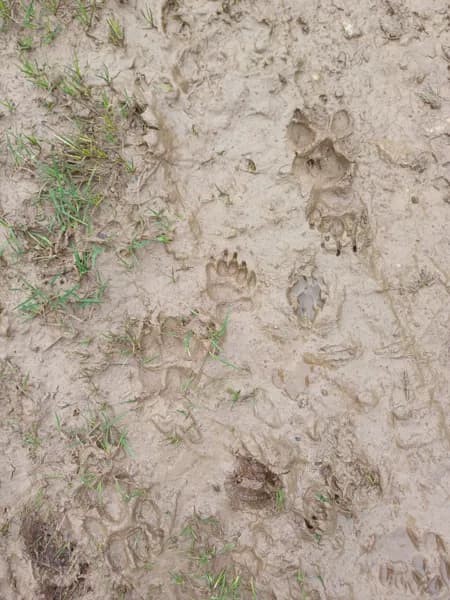 Illustration de l'événement : Traces et indices de la faune de l'Aubrac