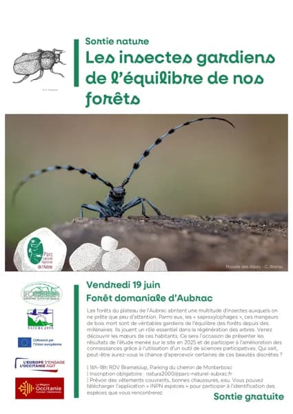 Illustration de l'événement : Semaine de la biodiversité : sortie nature "Les insectes gardiens de l'équilibre de nos forêts"