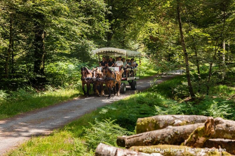 Illustration de l'événement : Promenons-nous dans les bois, au rythme des chevaux