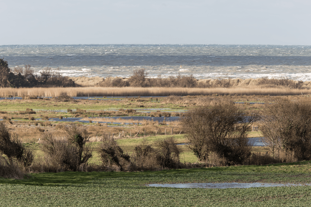 Illustration de l'événement : Mais qui se cache dans ce marais de Ver-sur-Mer/ Meuvaines ?