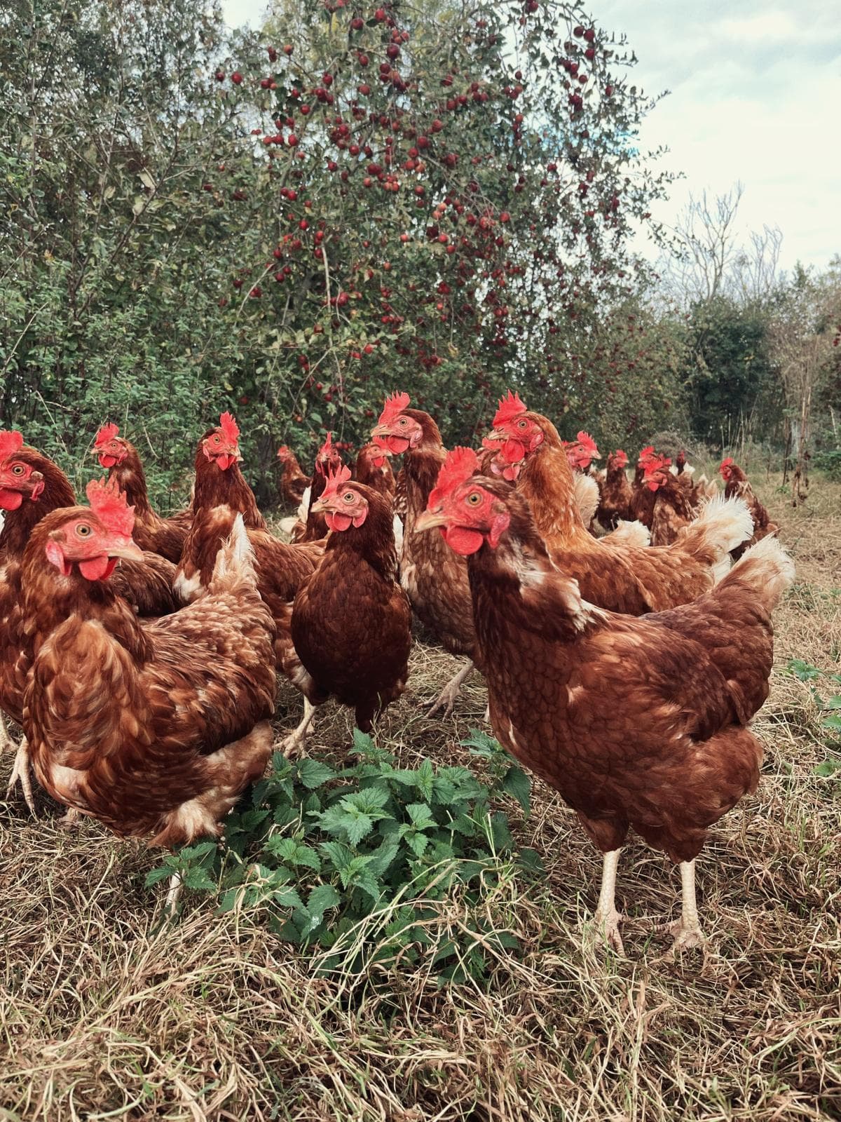 Illustration de l'événement : Atelier "Dans la tête d'une poule"