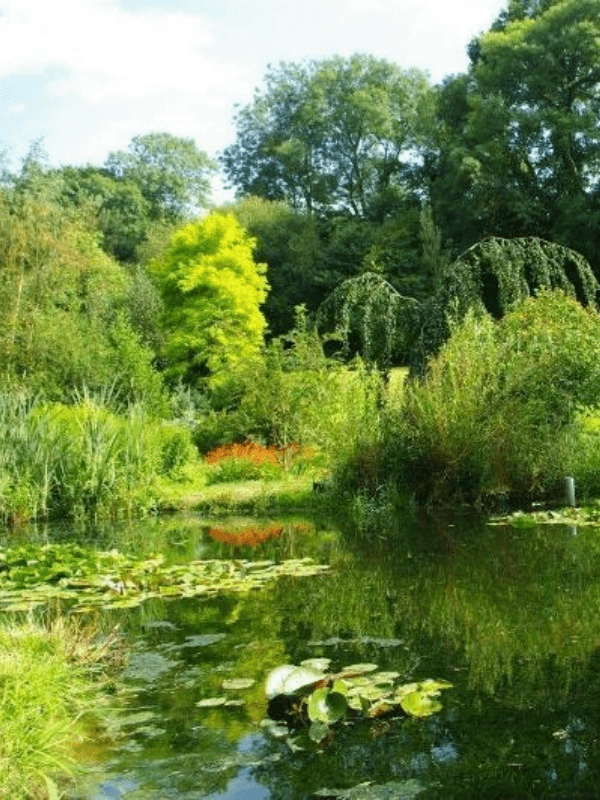 Illustration de l'événement : Visite du jardin "Le pré du moulin"