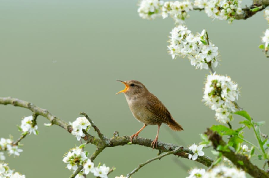 Illustration de l'événement : Atelier-nature (6-12 ans) : à la découverte des oiseaux