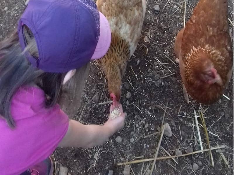 Illustration de l'événement : Une journée à la ferme