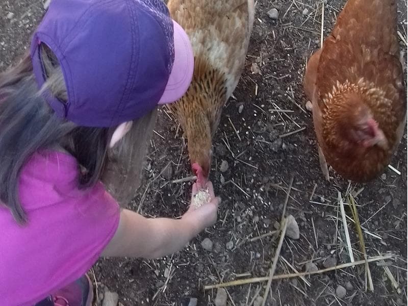 Illustration de l'événement : Une journée à la ferme