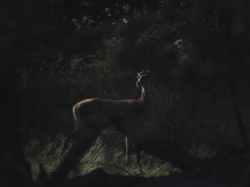 Illustration de l'événement : Sortie nature - Au coeur de la nuit, sur les traces de la faune sauvage