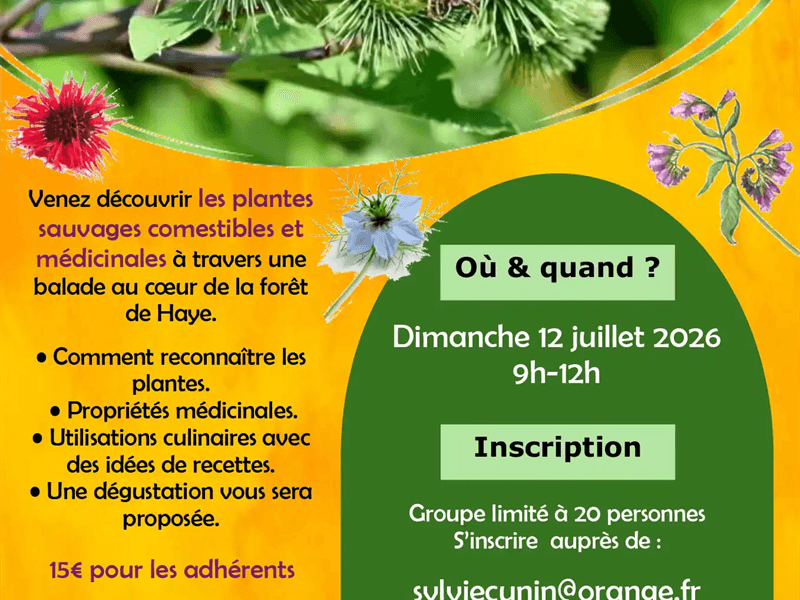 Illustration de l'événement : Visite nature - Les plantes sauvages comestibles et médicinales