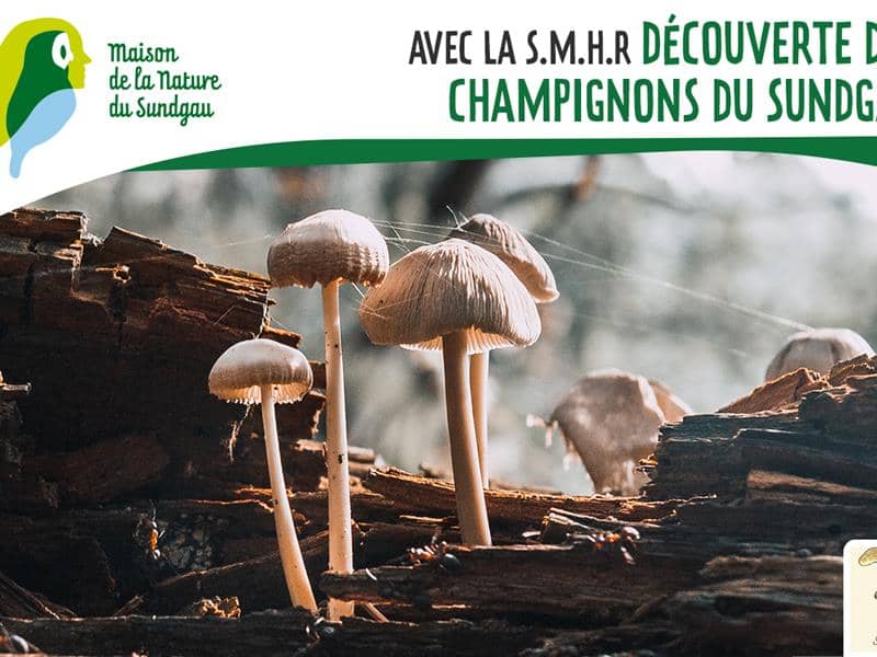 Illustration de l'événement : Découverte des champignons du Sundgau