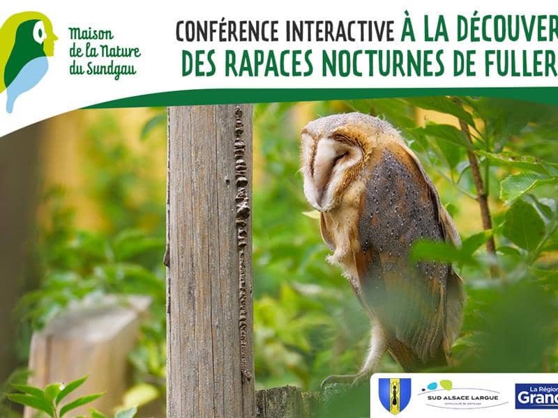 Illustration de l'événement : Conférence interactive à la découverte des rapaces nocturnes à Fulleren