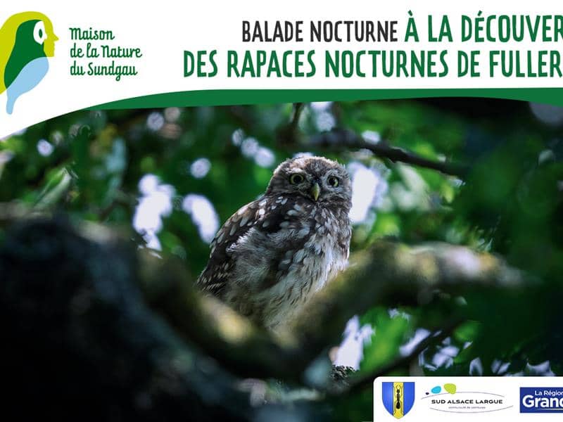 Illustration de l'événement : Balade nocturne à la découverte des rapaces nocturnes de Fulleren