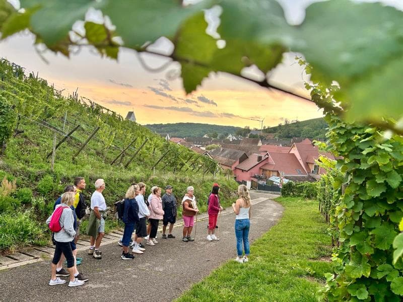 Illustration de l'événement : De la vigne au verre - secret du vin d'Alsace