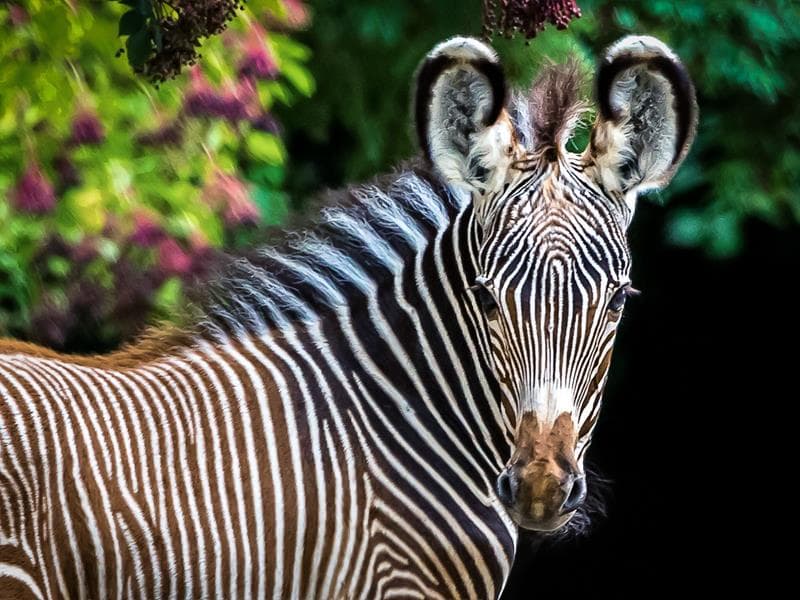 Illustration de l'événement : Journée découverte au zoo de Mulhouse