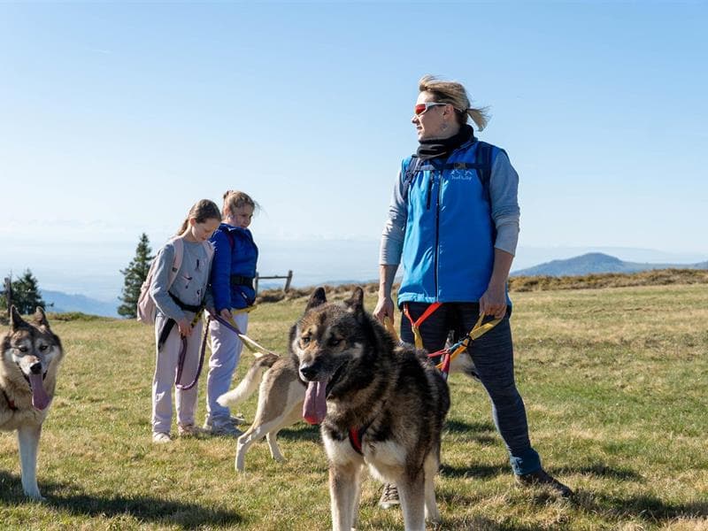 Illustration de l'événement : Cani-balade avec la meute de chiens nordiques